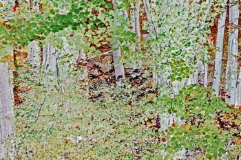 T 156